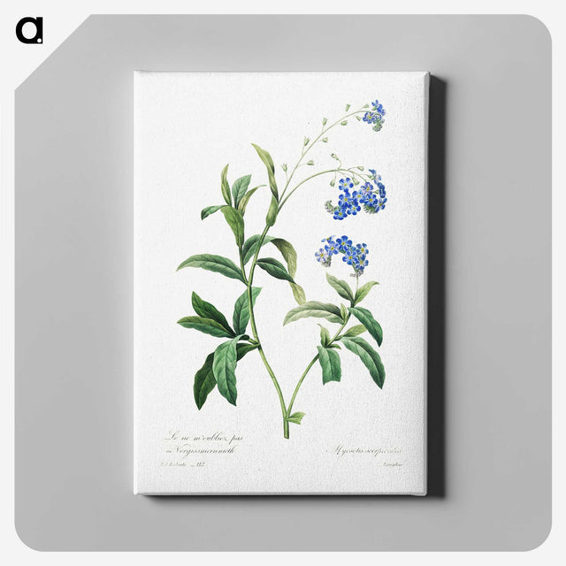 3-91_Pierre-Joseph-Redoute_canvas