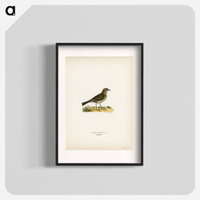アートポスター-Meadow Pipit
 - スヴェンスカ フォグラル Poster.