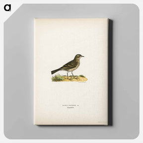 アートパネル-Meadow Pipit
 - スヴェンスカ フォグラル Canvas.