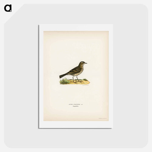 Meadow Pipit
 - スヴェンスカ フォグラル Postcard.