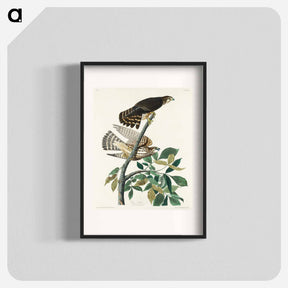 アートポスター-Pigeon Hawk from Birds of America
 - アメリカの鳥たち Poster.