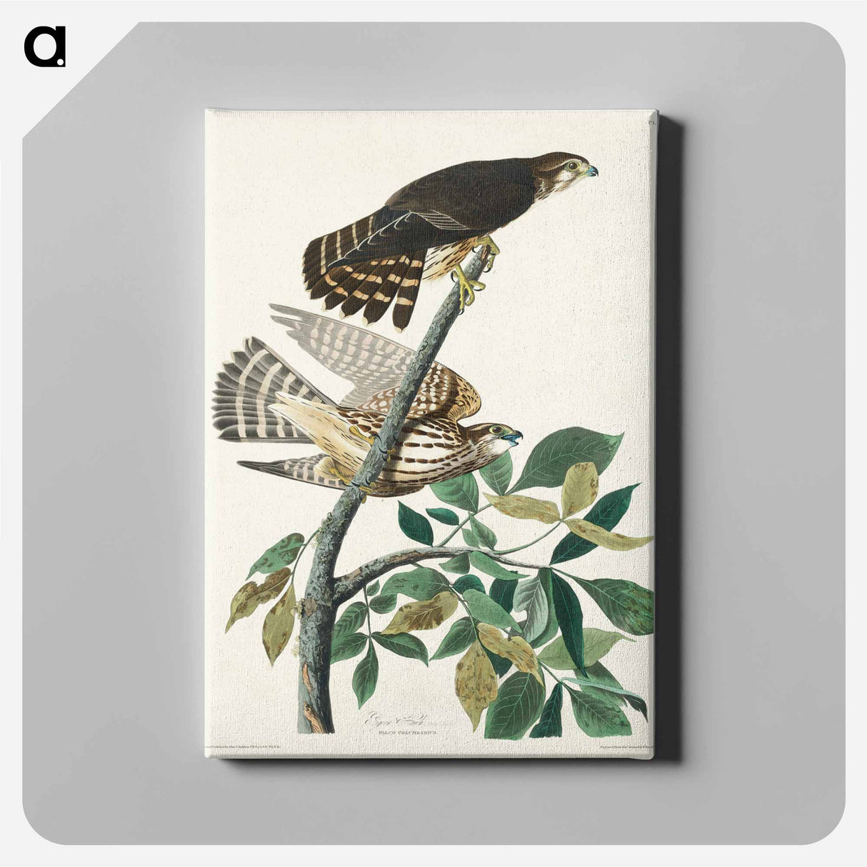 アートパネル-Pigeon Hawk from Birds of America
 - アメリカの鳥たち Canvas.