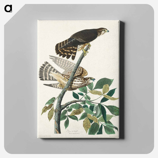 アートパネル-Pigeon Hawk from Birds of America
 - アメリカの鳥たち Canvas.