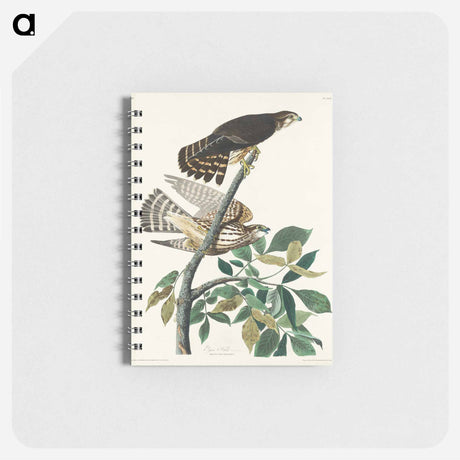 アートメモ帳-Pigeon Hawk from Birds of America
 - アメリカの鳥たち Memo.