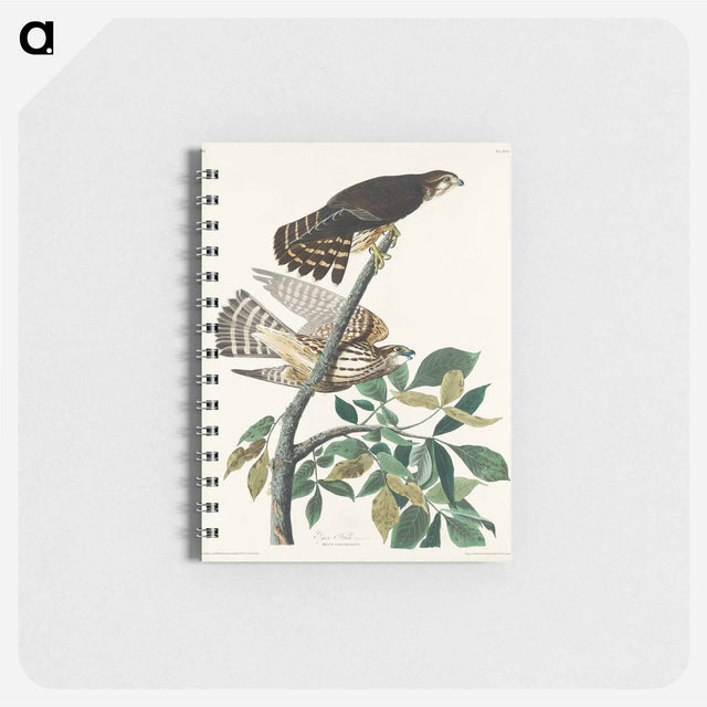 アートメモ帳-Pigeon Hawk from Birds of America
 - アメリカの鳥たち Memo.
