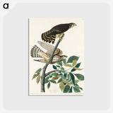 アートポストカード-Pigeon Hawk from Birds of America
 - アメリカの鳥たち Postcard.