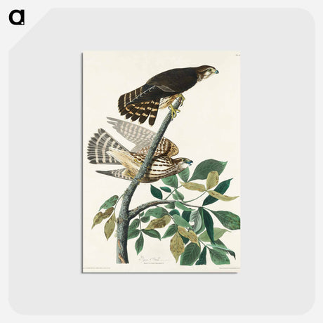 アートポストカード-Pigeon Hawk from Birds of America
 - アメリカの鳥たち Postcard.