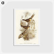 アートポストカード-Yellow-throated Sericornis
 - オーストラリアの鳥 Postcard.