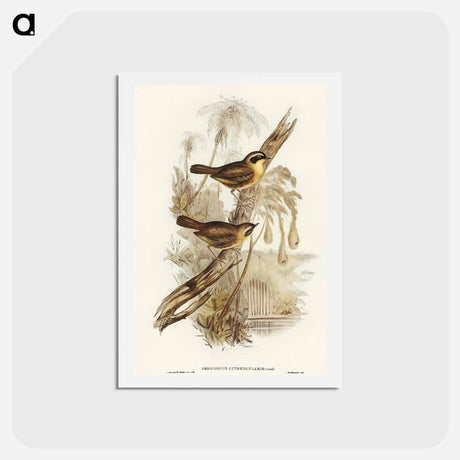 アートポストカード-Yellow-throated Sericornis
 - オーストラリアの鳥 Postcard.