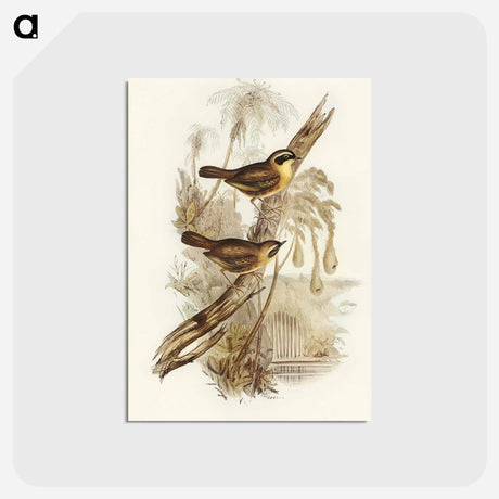 アートポストカード-Yellow-throated Sericornis
 - オーストラリアの鳥 Postcard.