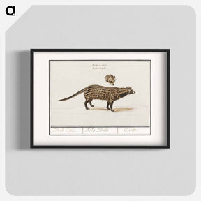 アートポスター-Civet cat, Viverra - アンセルムス ボエティウス デ ブート Poster.