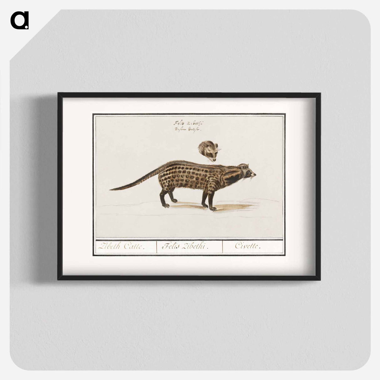 Civet cat, Viverra - アンセルムス ボエティウス デ ブート Poster.