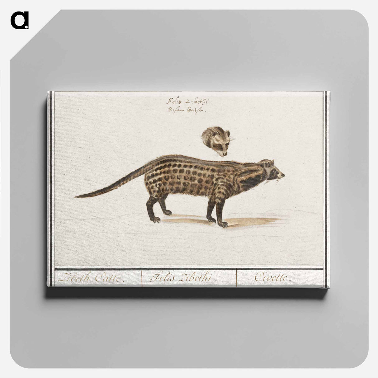 Civet cat, Viverra - アンセルムス ボエティウス デ ブート Canvas.