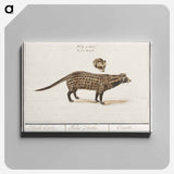 Civet cat, Viverra - アンセルムス ボエティウス デ ブート Canvas.
