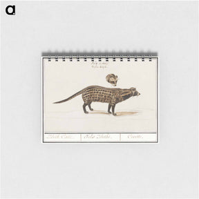 アートメモ帳-Civet cat, Viverra - アンセルムス ボエティウス デ ブート Memo.