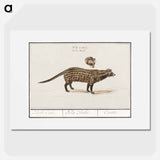 Civet cat, Viverra - アンセルムス ボエティウス デ ブート Poster.