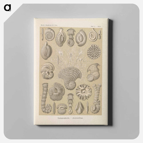 Marine life illustration - エルンスト ヘッケル Canvas.