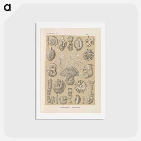 アートポストカード-Marine life illustration - エルンスト ヘッケル Postcard.