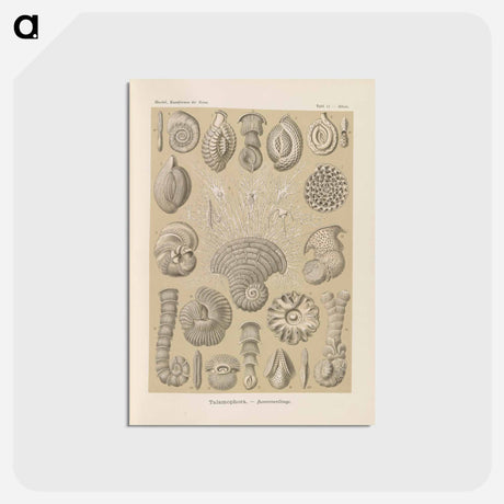 アートポストカード-Marine life illustration - エルンスト ヘッケル Postcard.