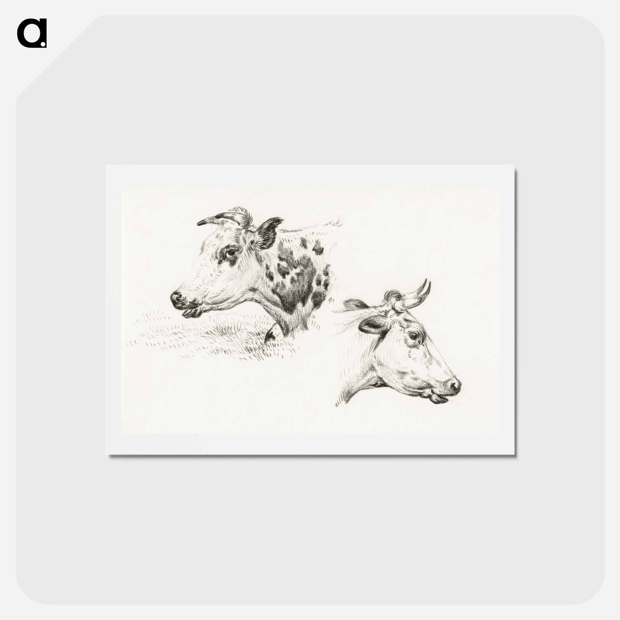アートポストカード-Two studies of the head of a cow - ジャン ベルナール Postcard.