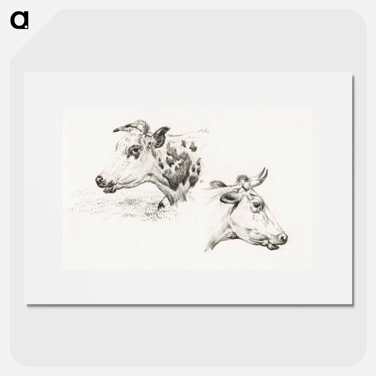Two studies of the head of a cow - ジャン ベルナール Poster.