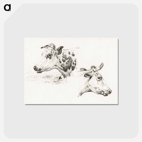 アートポストカード-Two studies of the head of a cow - ジャン ベルナール Postcard.