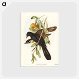 アートポストカード-Flinder's Cuckoo
 - ジョン グールド Postcard.