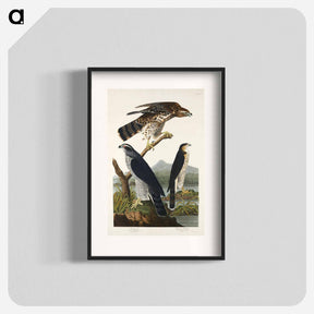 アートポスター-Goshawk and Stanley Hawk
 - ジョン ジェームス オーデュボン Poster.
