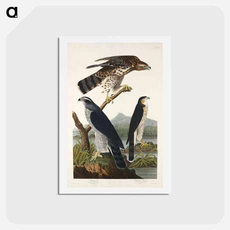 アートポストカード-Goshawk and Stanley Hawk
 - ジョン ジェームス オーデュボン Postcard.