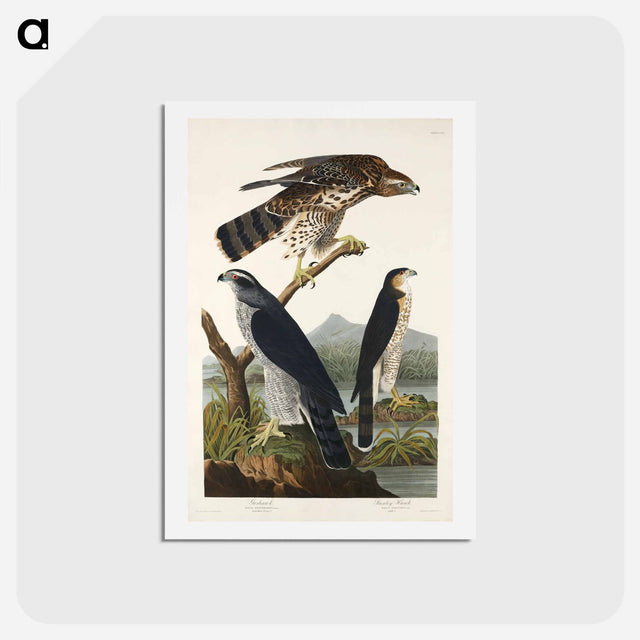 アートポストカード-Goshawk and Stanley Hawk
 - ジョン ジェームス オーデュボン Postcard.