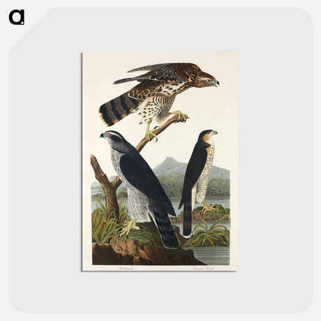 アートポストカード-Goshawk and Stanley Hawk
 - ジョン ジェームス オーデュボン Postcard.