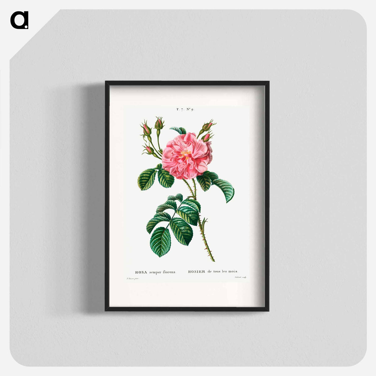Ever-blowing Rose - Pierre Joseph Redouté Poster.