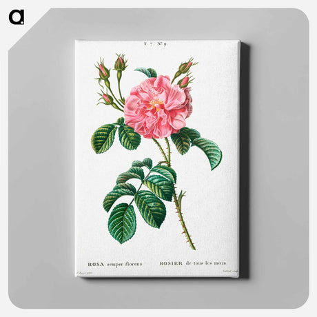 アートパネル-Ever-blowing Rose - ピエール ジョゼフ ルドゥーテ Canvas.