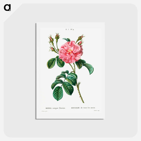 アートポストカード-Ever-blowing Rose - ピエール ジョゼフ ルドゥーテ Postcard.