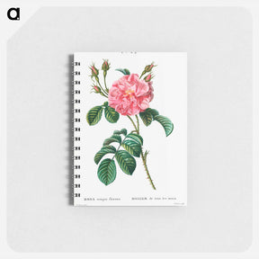 アートメモ帳-Ever-blowing Rose - ピエール ジョゼフ ルドゥーテ Memo.