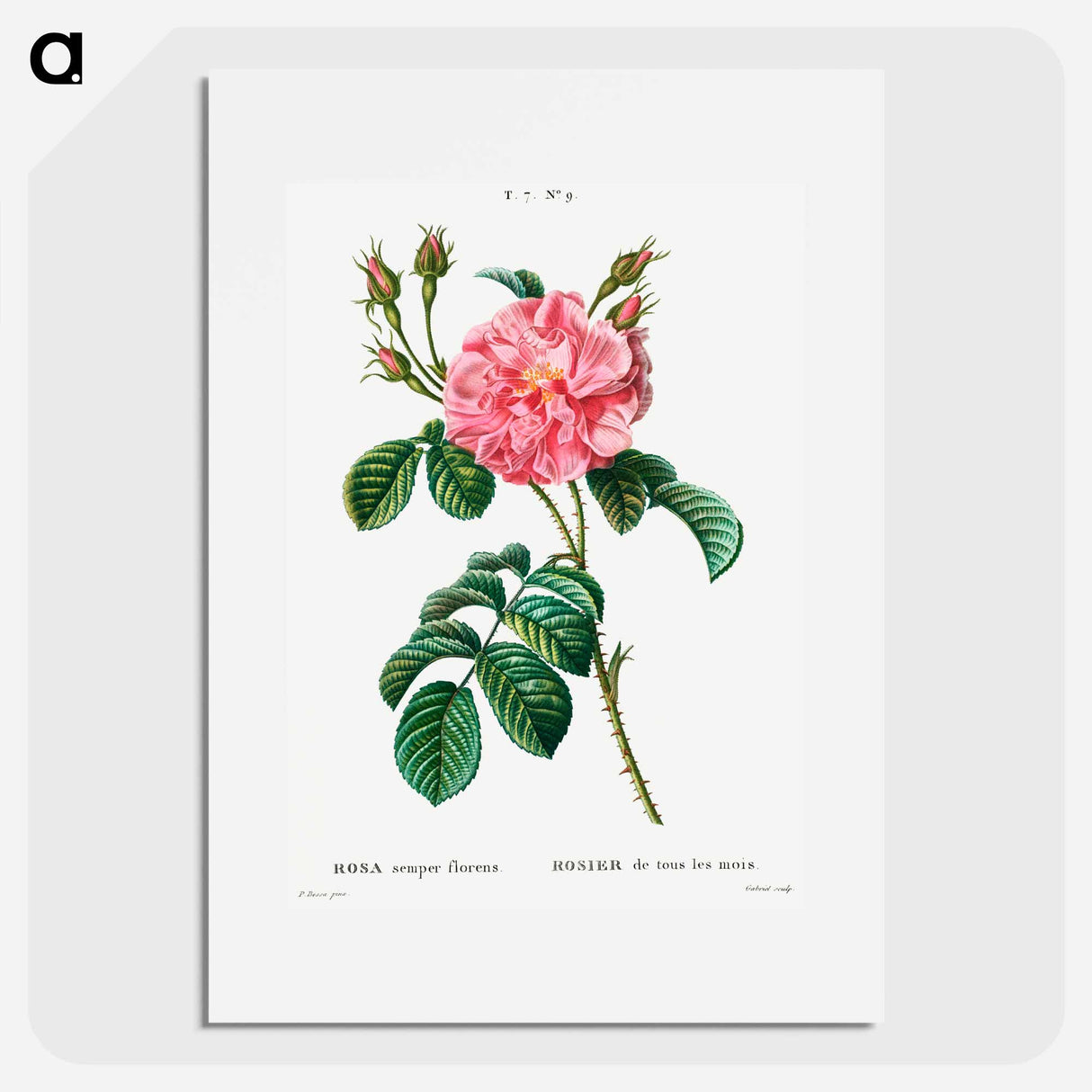 Ever-blowing Rose - Pierre Joseph Redouté Poster.