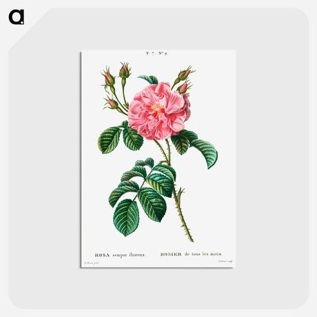 アートポストカード-Ever-blowing Rose - ピエール ジョゼフ ルドゥーテ Postcard.