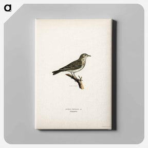 アートパネル-Tree Pipit
 - スヴェンスカ フォグラル Canvas.