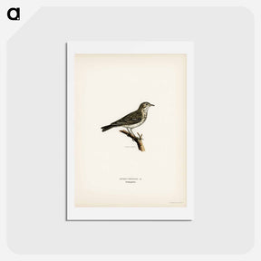 アートポストカード-Tree Pipit
 - スヴェンスカ フォグラル Postcard.