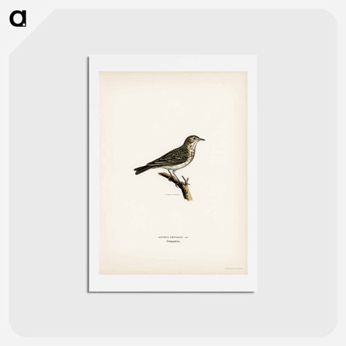 Tree Pipit
 - スヴェンスカ フォグラル Postcard.