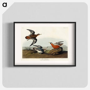 アートポスター-Red Phalarope from Birds of America
 - アメリカの鳥たち Poster.
