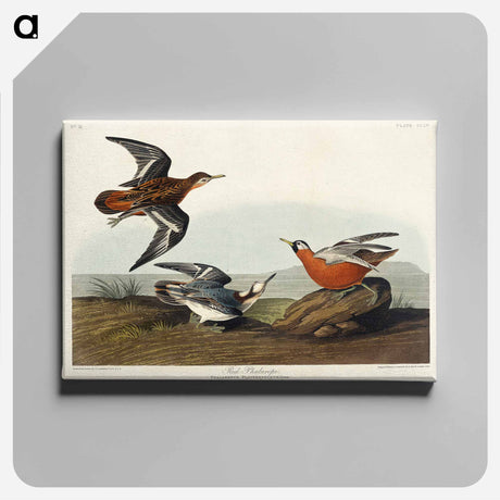 アートパネル-Red Phalarope from Birds of America
 - アメリカの鳥たち Canvas.