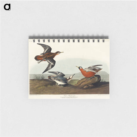 アートメモ帳-Red Phalarope from Birds of America
 - アメリカの鳥たち Memo.