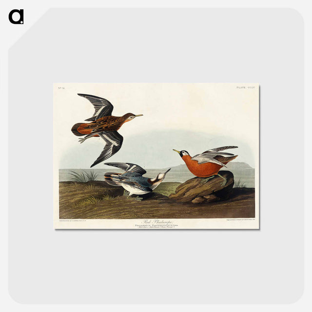 アートポストカード-Red Phalarope from Birds of America
 - アメリカの鳥たち Postcard.
