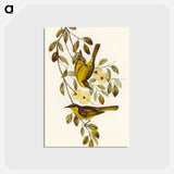 アートポストカード-Varied Honey-eater
 - オーストラリアの鳥 Postcard.
