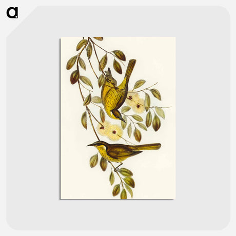 アートポストカード-Varied Honey-eater
 - オーストラリアの鳥 Postcard.
