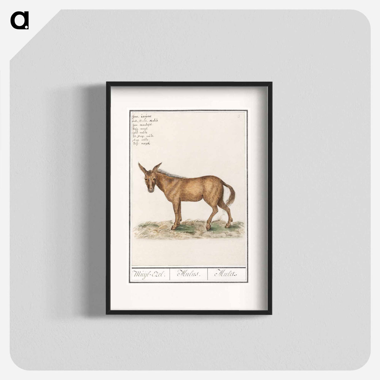 Mule - アンセルムス ボエティウス デ ブート Poster.