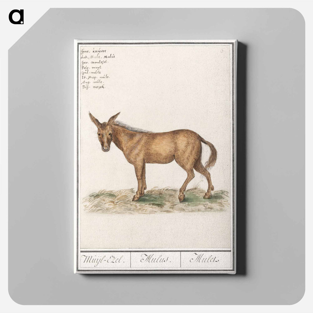 Mule - アンセルムス ボエティウス デ ブート Canvas.