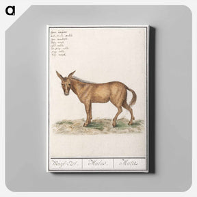 アートパネル-Mule - アンセルムス ボエティウス デ ブート Canvas.