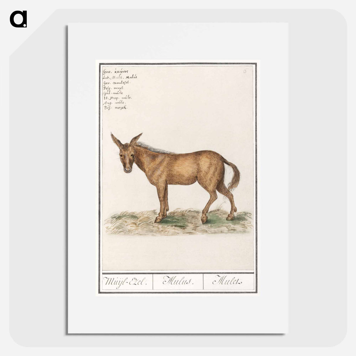 Mule - アンセルムス ボエティウス デ ブート Poster.